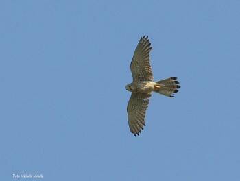 BIRDWATCHING, A CONTARE RAPACI SUL MONTE SERRA