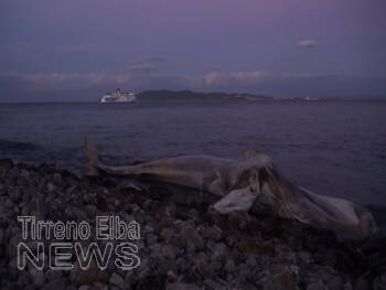 Una balenottera di 15 metri morta e spiaggiata a Cavo