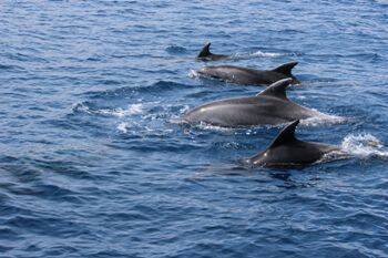 Piccoli navigatori incontrano branco di delfini: il video