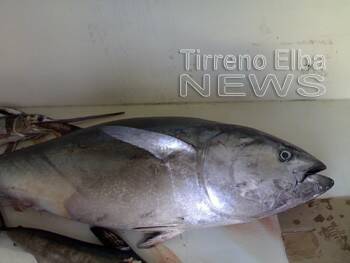 Pesca del tonno rosso: stop definitivo con decreto del ministro