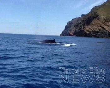 Due balene avvistate a ridosso dell’isola di Capraia 