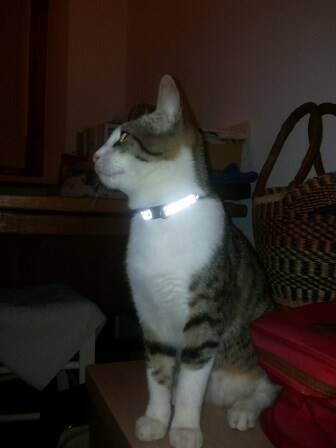 Ritrovati i proprietari della gattina: vive a Porto Azzurro