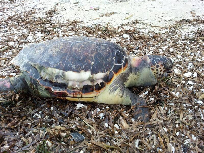 Una tartaruga trovata sulla spiaggia di Sottobomba