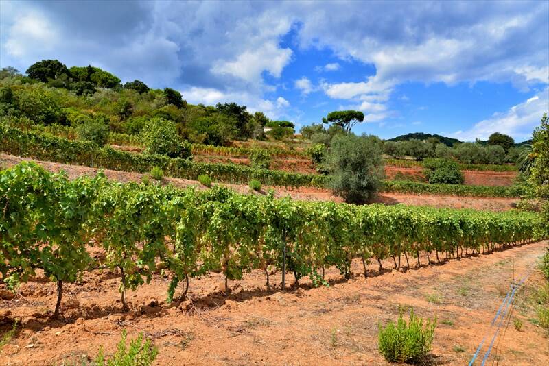 Autorizzazioni per l'impianto di nuovi vigneti, il bando