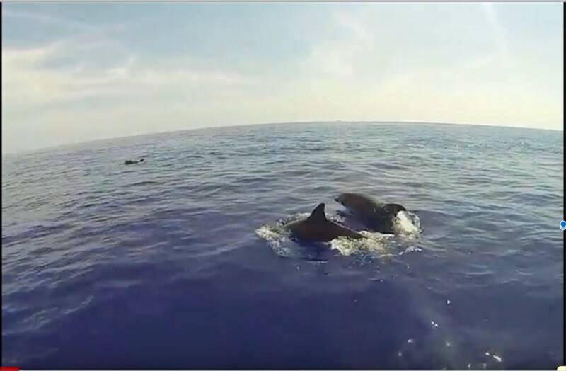 Ancora un avvistamento di delfini nel mare dell'Elba 