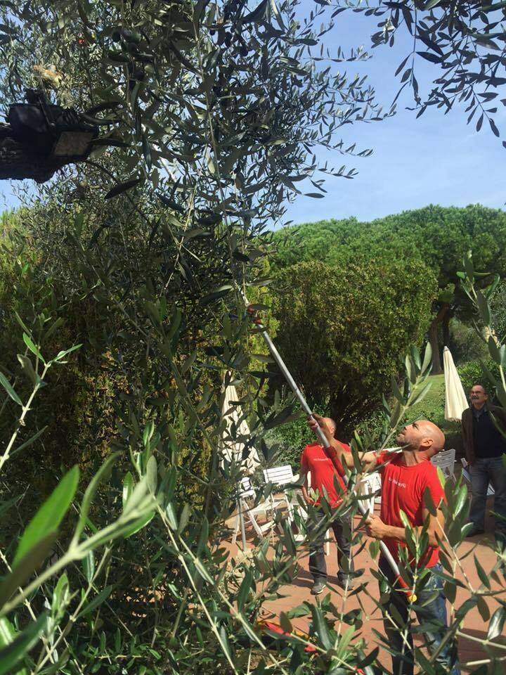 I maestosi olivi della Villa Romana delle Grotte 