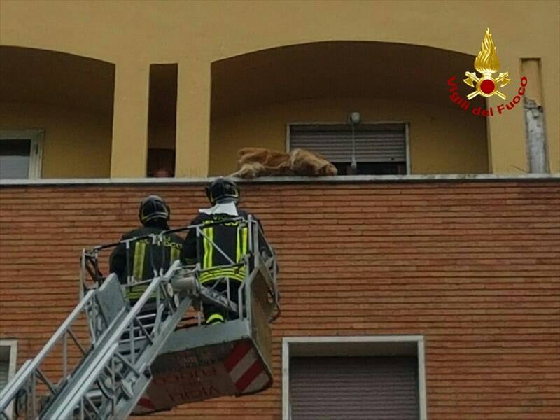 Vigili del Fuoco salvano un cane dal parapetto di un balcone