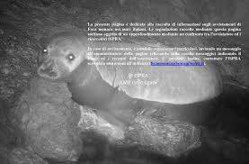 Isola di Capraia: la foca monaca torna a casa