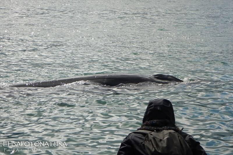 Balena in Darsena a Portoferraio, le immagini di Antonello Marchese