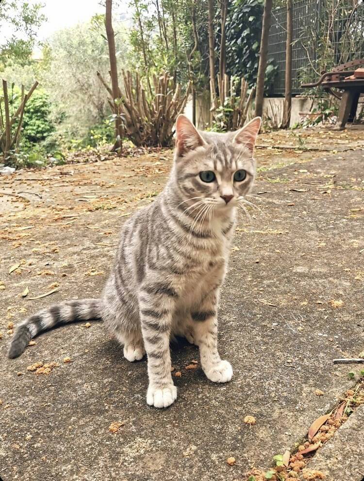 Smarrito un gatto in zona Albereto, qualcuno l'ha visto?