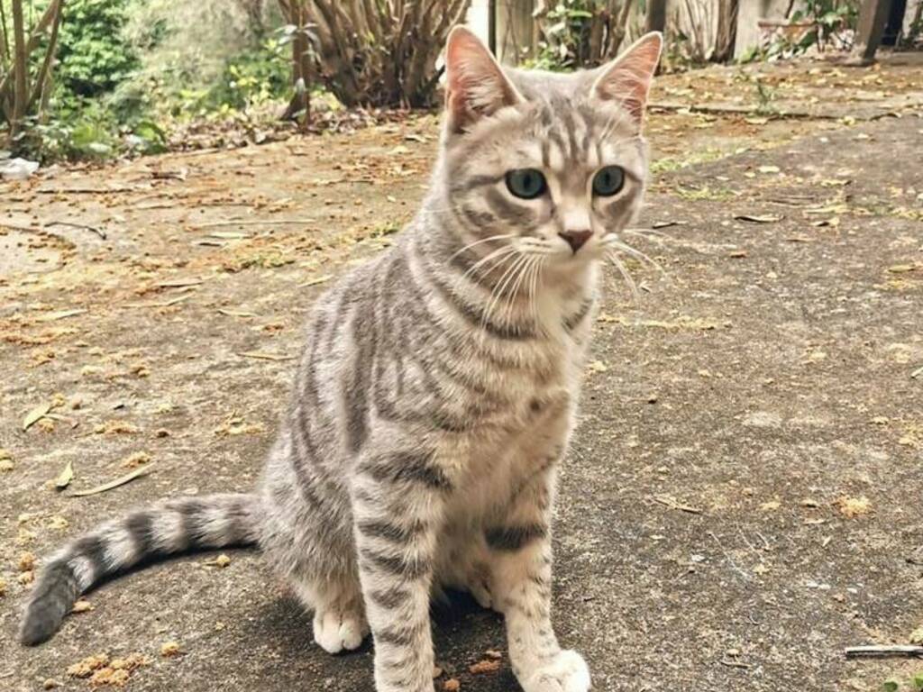 Smarrito un gatto in zona Albereto, qualcuno l'ha visto?