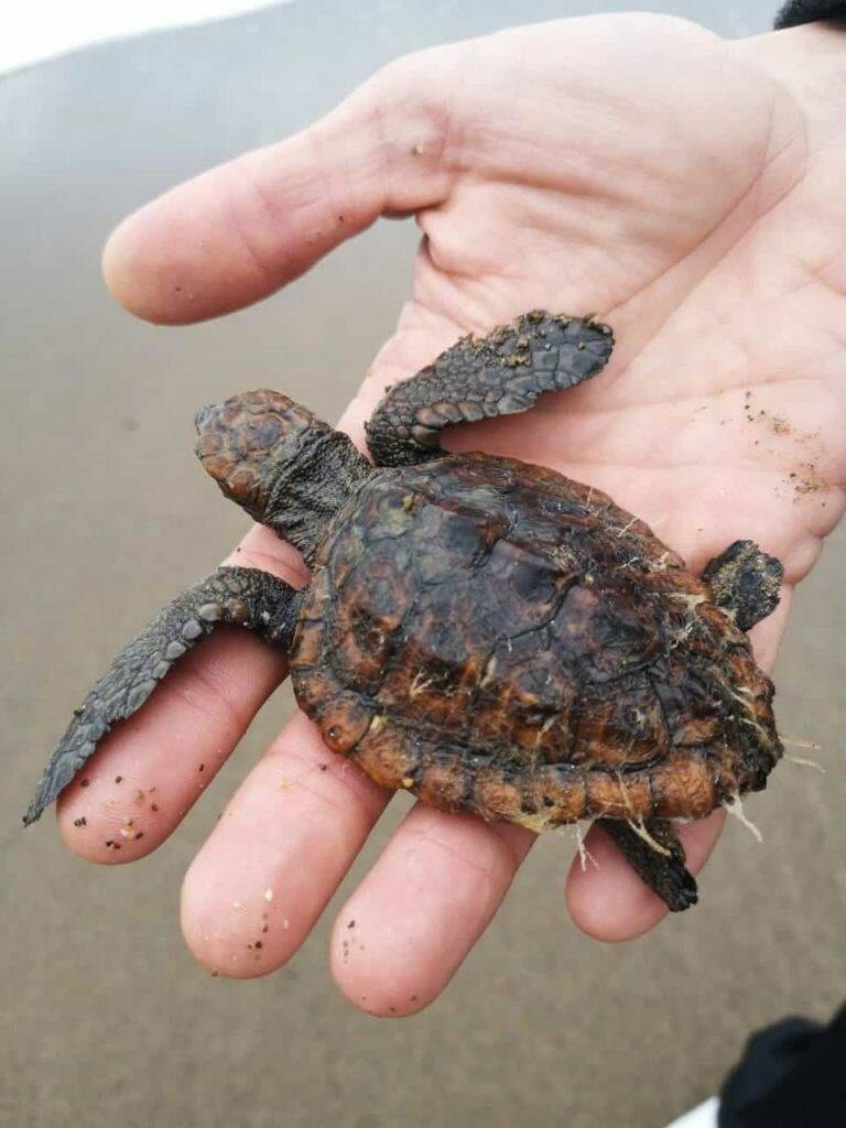 Chi trova il nido trova un tesoro: progetto di tutela della tartaruga Caretta Caretta