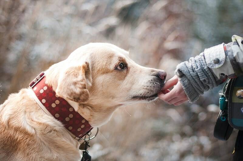 Animali da compagnia nelle RSA, Forza Italia: "Pet visiting all'interno delle RSA della provincia di Livorno"