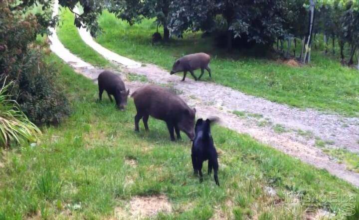 Danni da fauna selvatica nelle riserve naturali, via al risarcimento