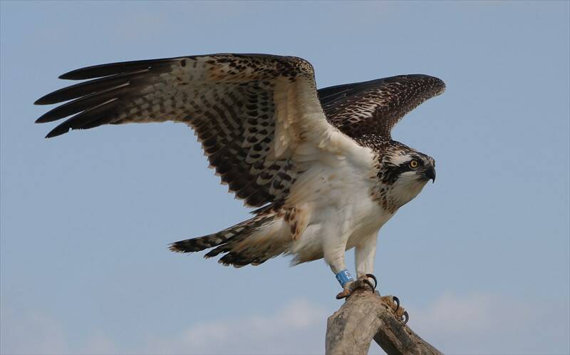 Revocata l'ordinanza di interdizione all'accesso nelle aree di nidificazione del falco pescatore a Capraia