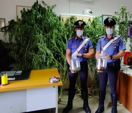 Coltivatore di marijuana arrestato dai Carabinieri