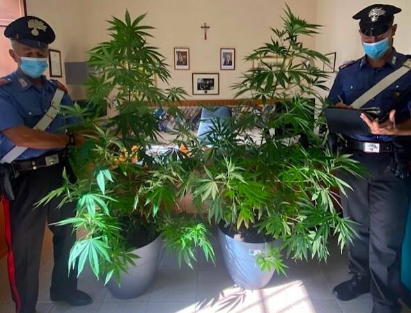 Porto Azzurro: coltiva piante di marijuana nel bosco. Un uomo denunciato dai Carabinieri