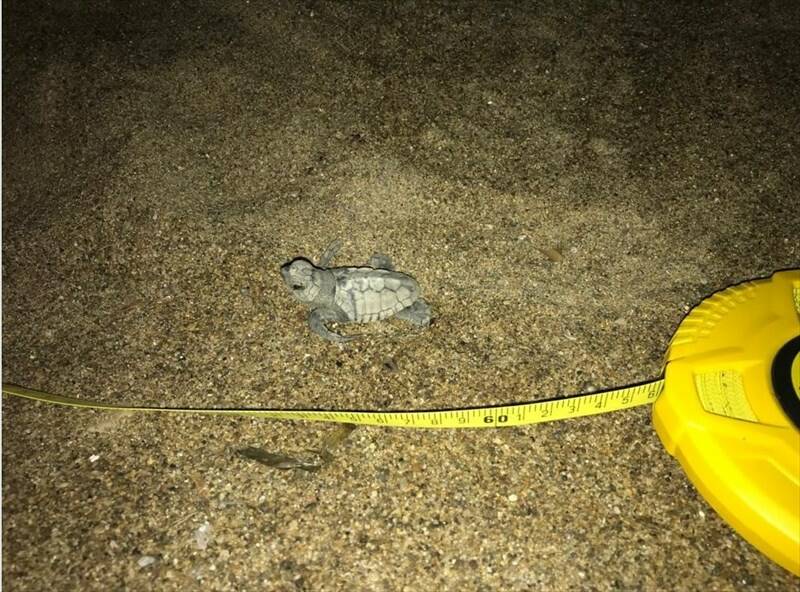 A Morcone nate altre 3 tartarughine marine