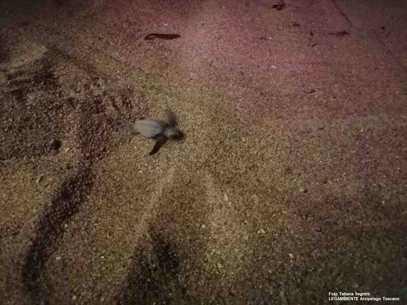 Nata un’altra tartarughina marina a Morcone, individuato il nido
