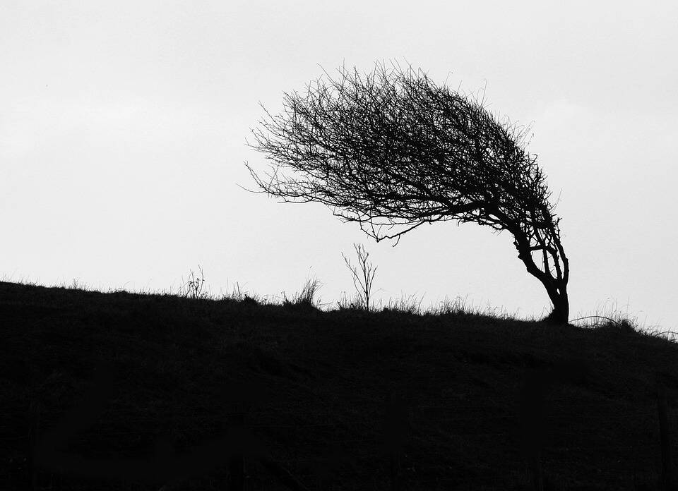 vento, albero
