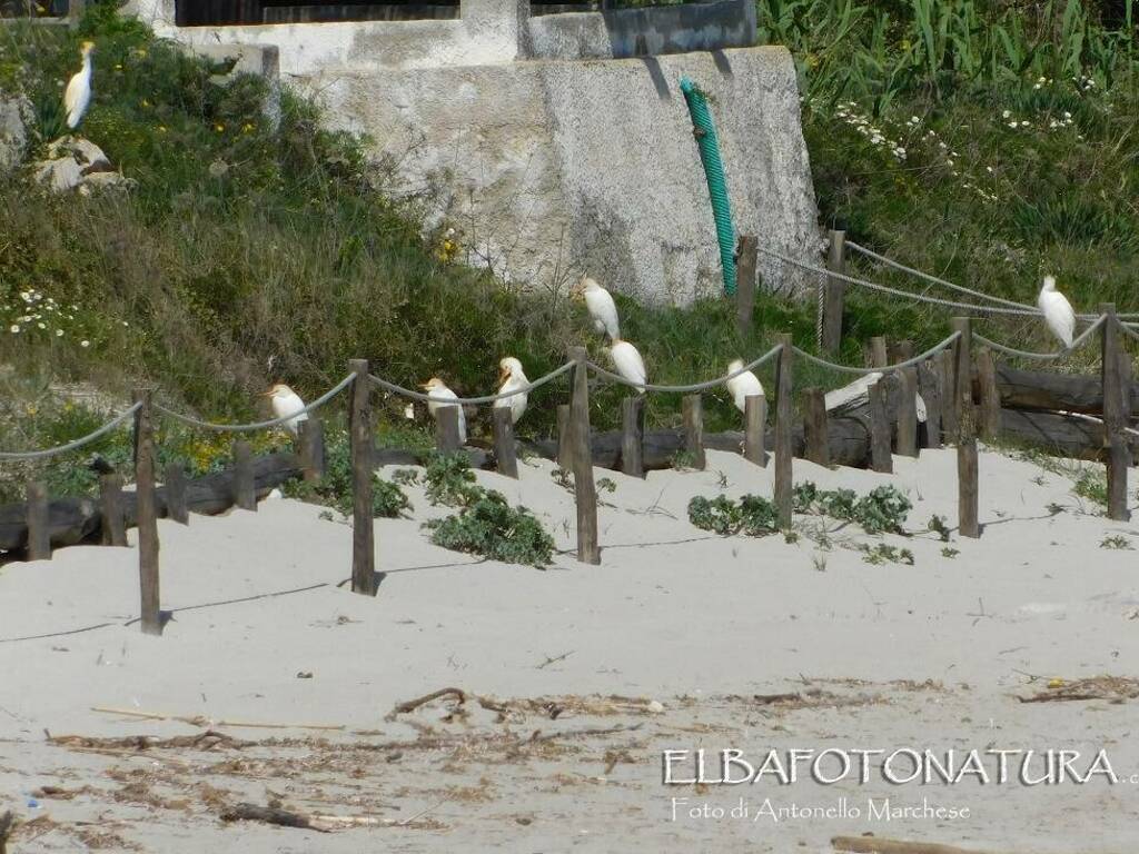 aironi guardabuoi a pianosa