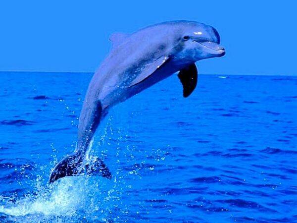 delfini (ph another elba)