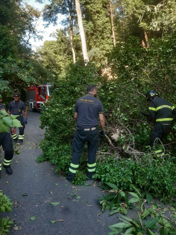 albero caduto sulla provinciale della Civillina